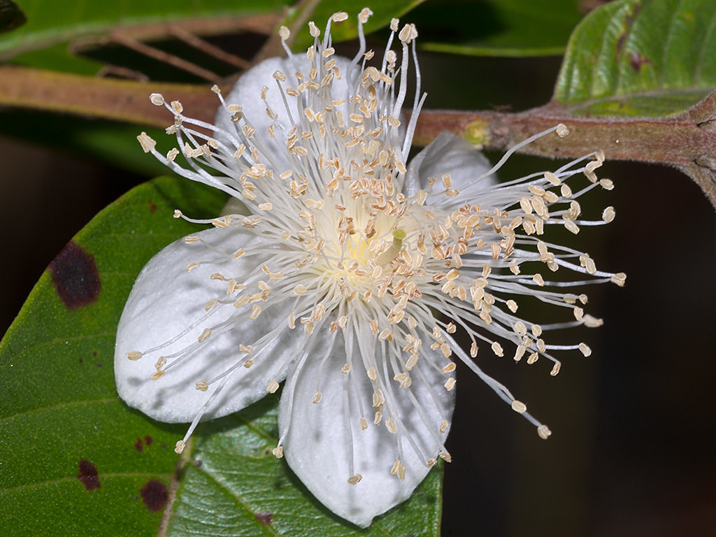 Psidium guajava